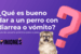 ¿Qué es bueno para los perros con diarrea y/o vómito?