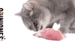 ¿Qué opinamos de la dieta BARF para gatos?
