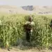 Saudi Arabia improving food security and achieving self-sufficiency