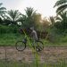 FILE - A man carries wood on his bicycle as he rides past a cemetery in Beni, Congo, Tuesday, July 16, 2019. (AP Photo/Jerome Delay, file)