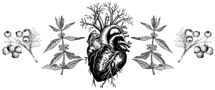 heart healthy herbs