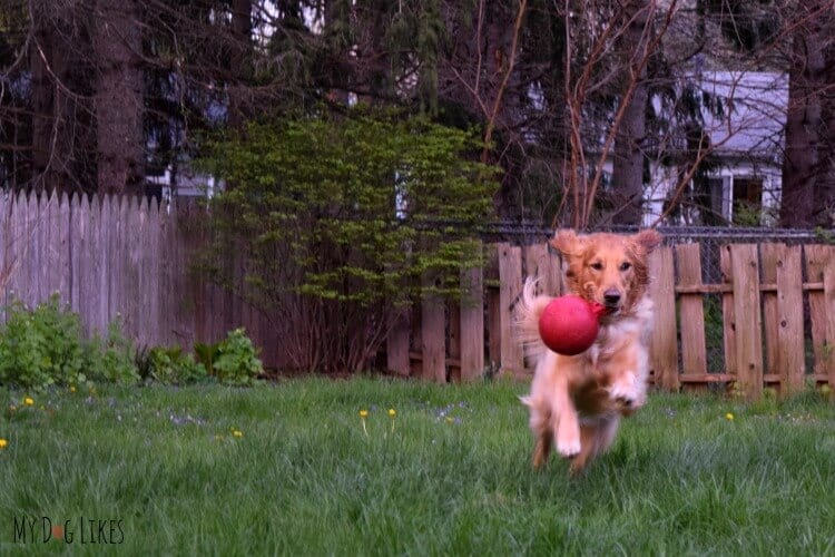 Charlie running with a Jolly Ball 