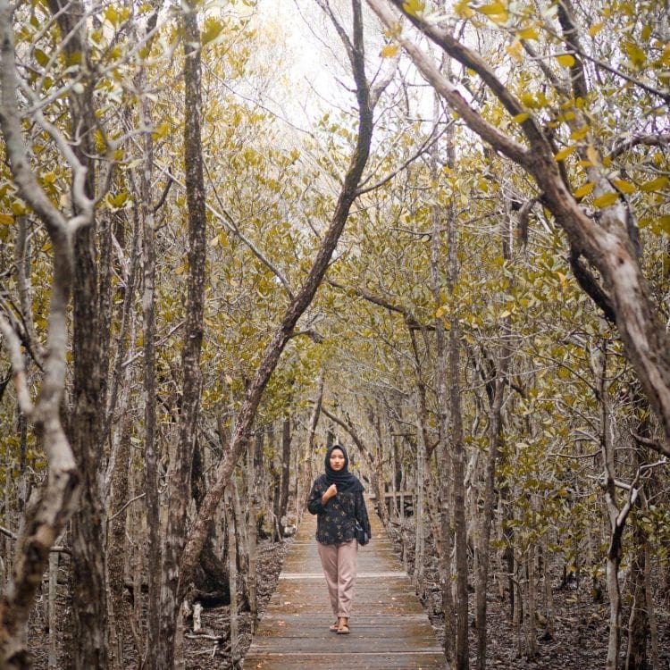 Trekking Mangrove Karimunjawa