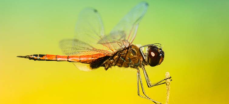 Where are the flying insects going in Germany? | An image of a dragonfly