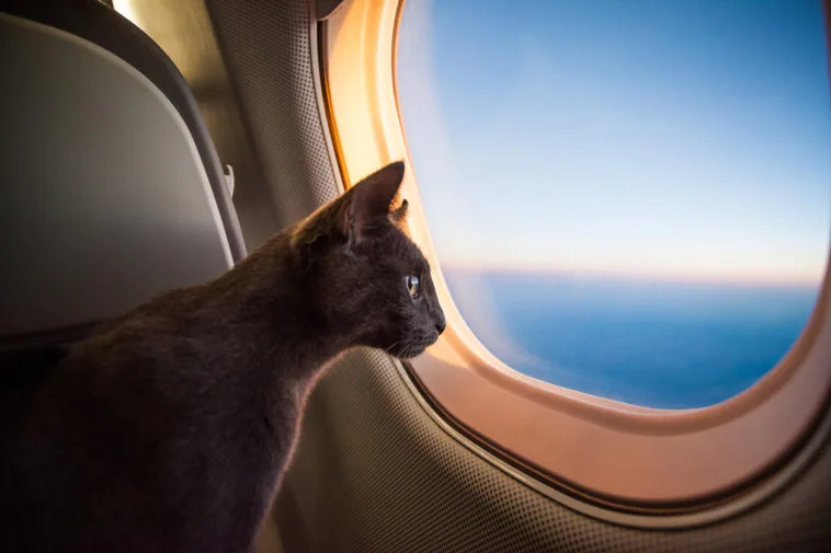 Reizen met uw huisdier per luchttaxi