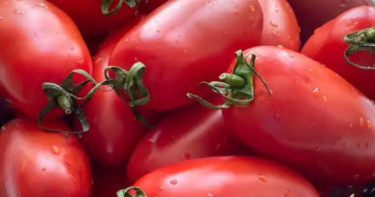 What to cook in August: Seasonal Italian recipes to celebrate Summer’s best