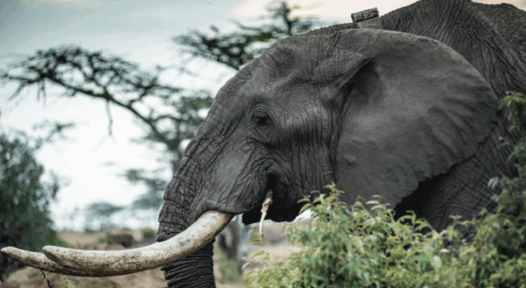 covid tourism wildlife