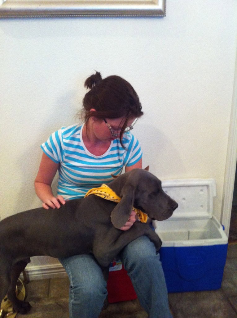 I swear he thinks he is a toy poodle size... he sees no problem being a lap dog.  As you see this picture he still has 120 pounds or so to grow... eventually he will be too big for laps, Im not convinced he will ever understand that though.