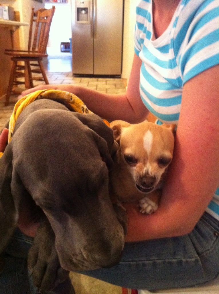 He made Tobi jealous who had to come try to steal my lap away.  denny was happy to share but I don't think Tobi was interested in sharing really... 