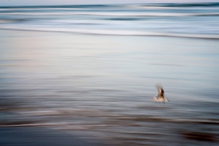 Bird flying low over the waves