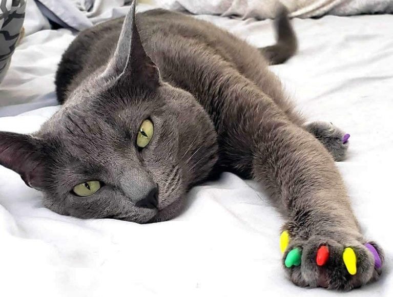 cat nail caps