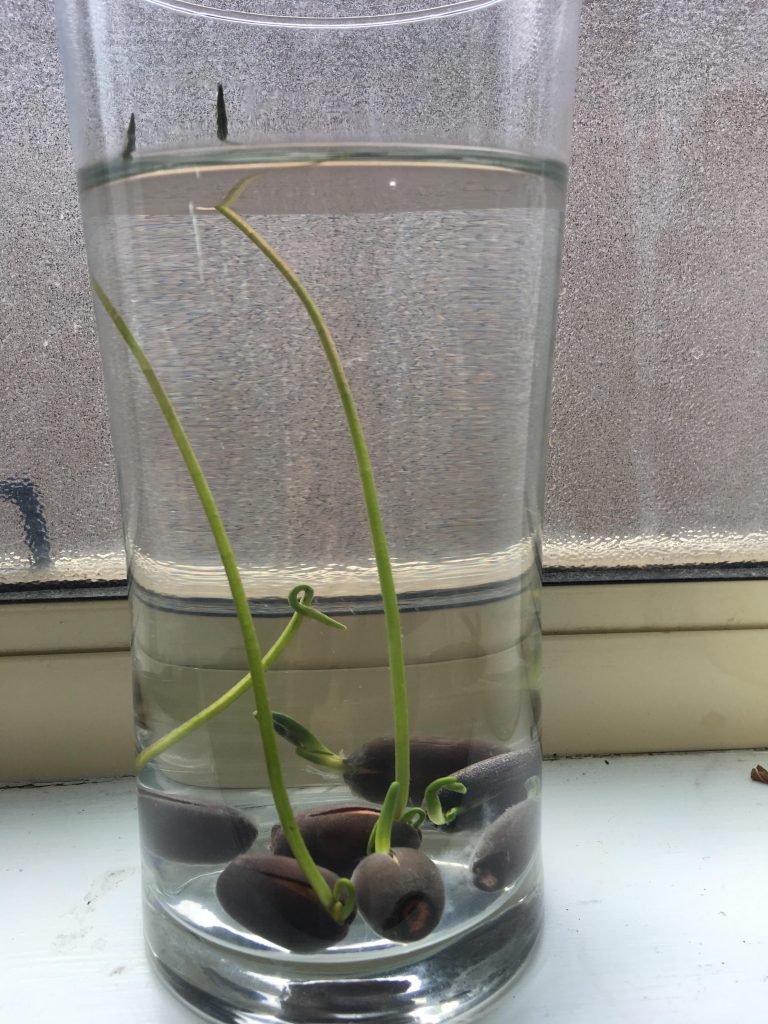 Grown lotus seeds