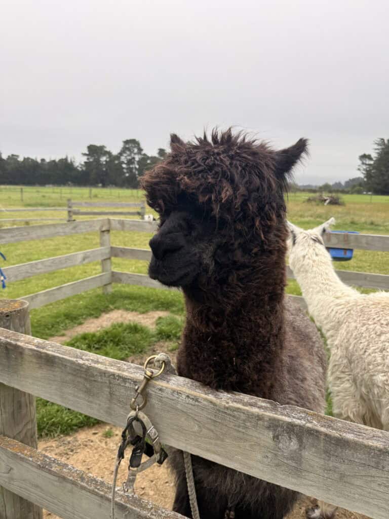 alpacas new zealand cft.ca futures trading discount reviews 