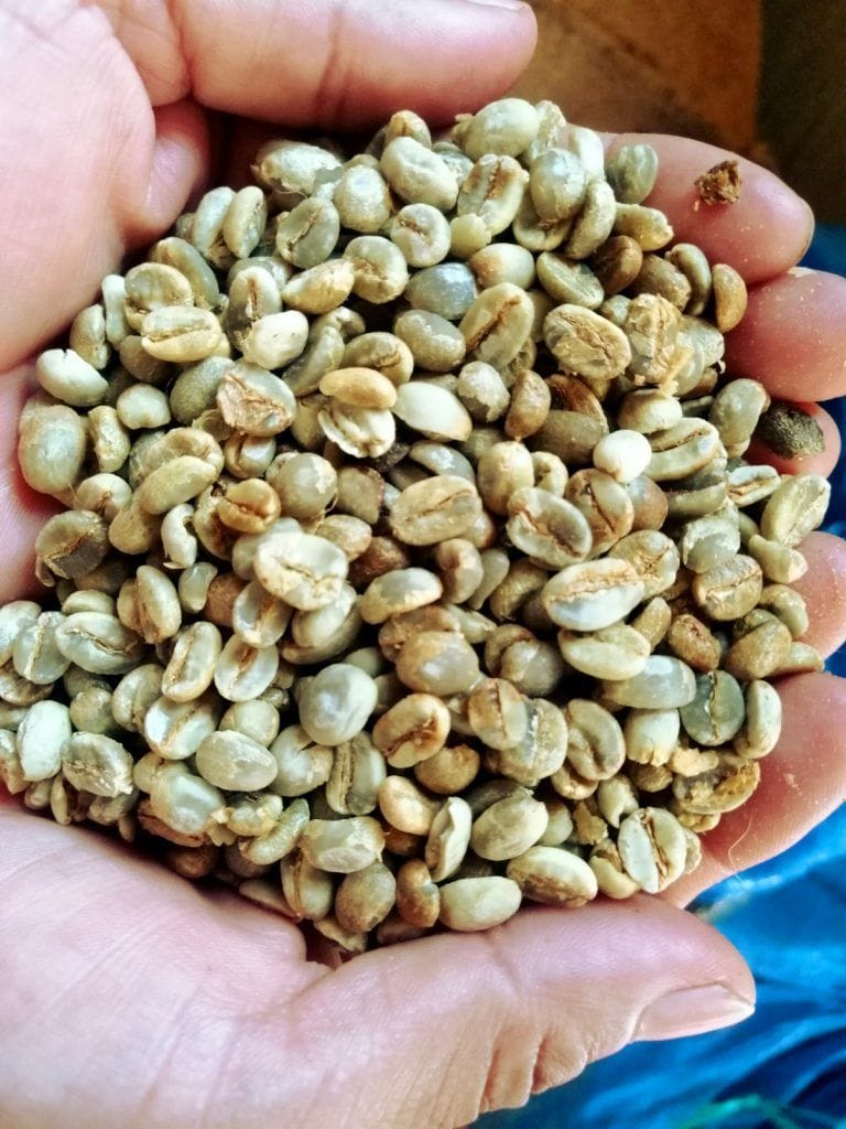 Grano del café después del secado