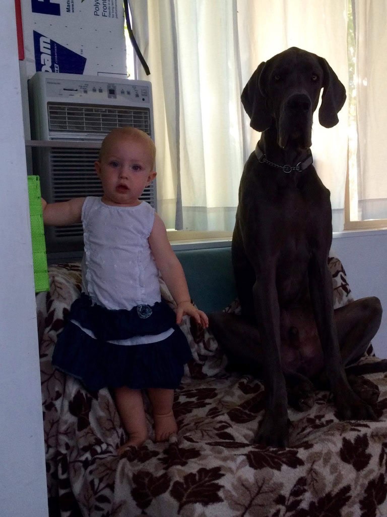 To start, since wordpress doesnt seem to let me reorder pictures into the right order... This is just to show that Denver still has a few inches on the girl, but she is gaining fast!! (31" tall :))