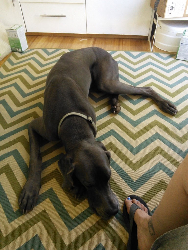 AND our new rugs came in the mail, the bamboo is really soft (Denver has already scratched it by jetting out the door after squrrels, so I got some rugs!