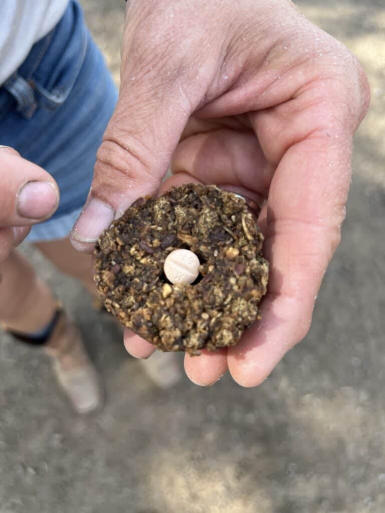 Tasty Horse Treat Recipe Great for Hiding Pills In Our Country Life