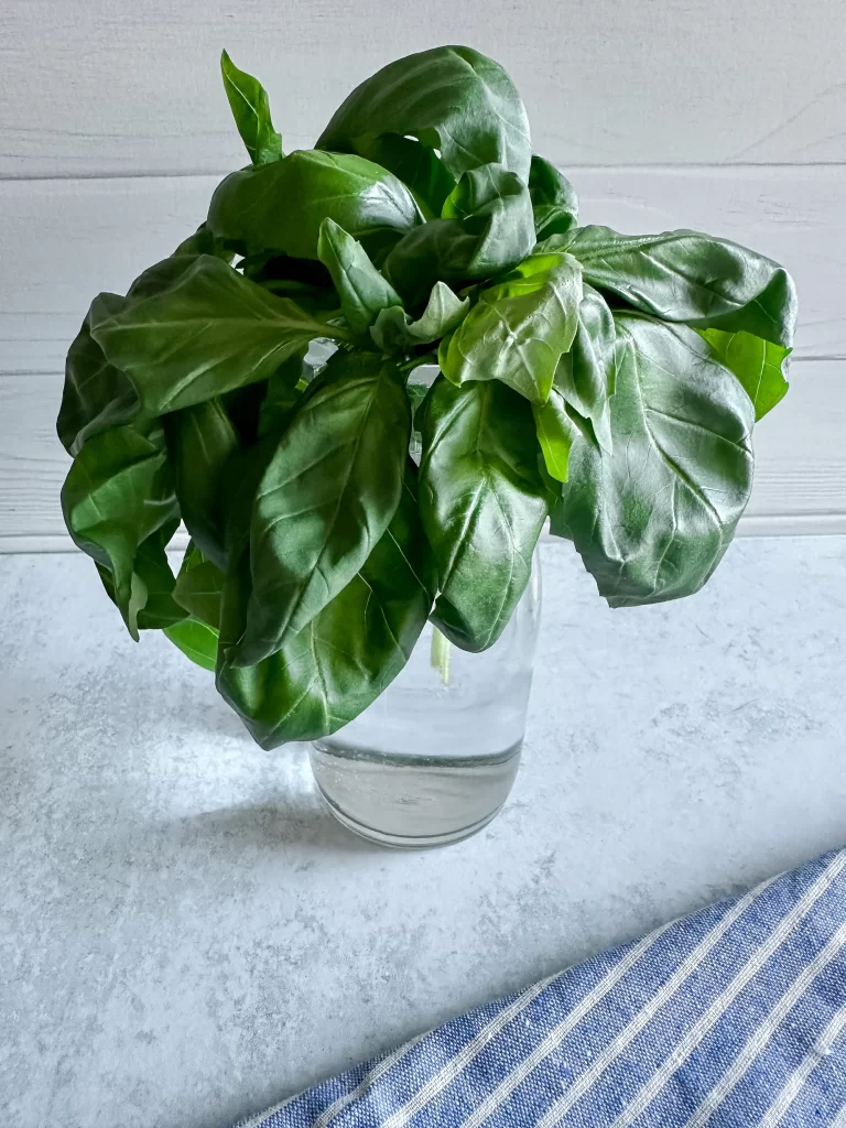 Fresh basil leaves