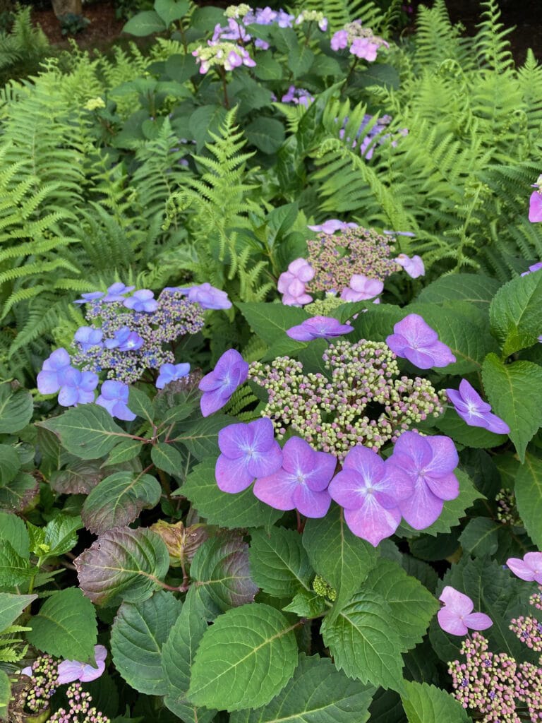 lacecap hydrangeas