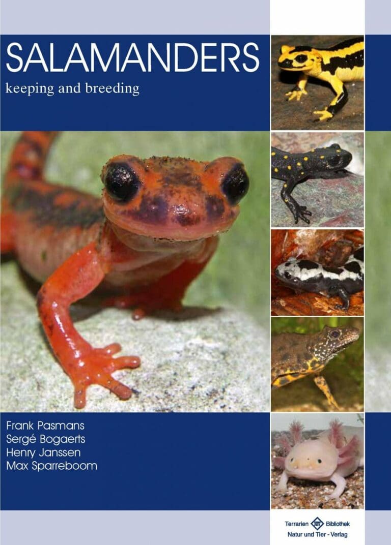 Salamanders keeping and breeding