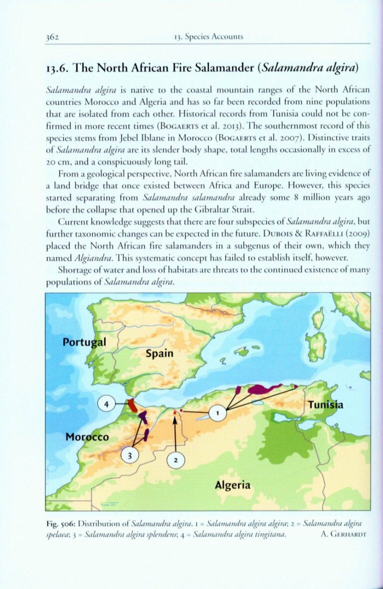the genus salamandra page
