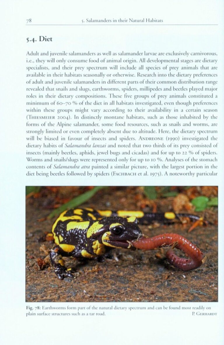 the genus salamandra page