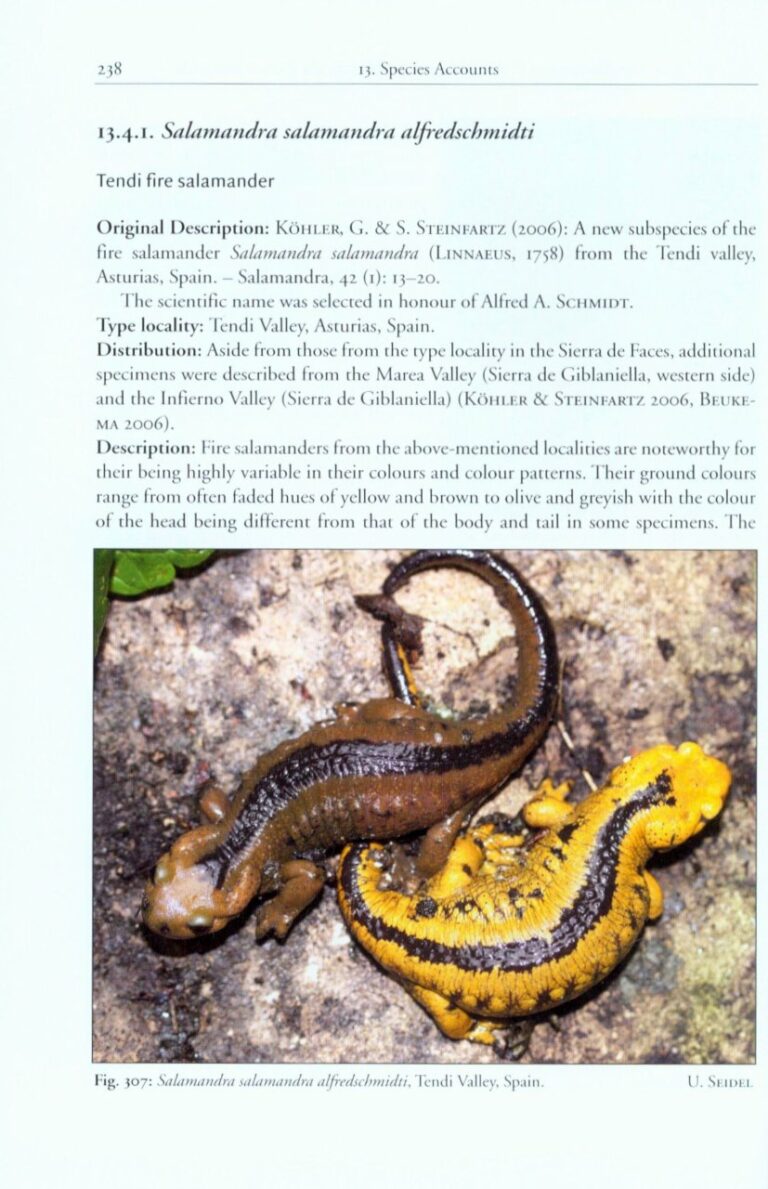 the genus salamandra page