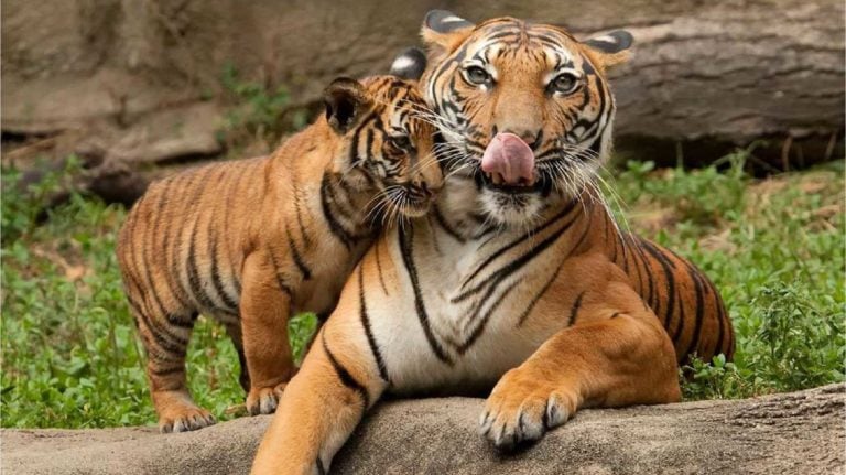 Best Places to Visit in Pattaya