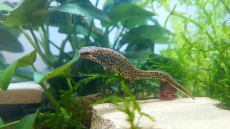 lissotriton italicus