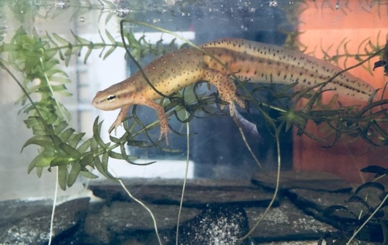 Male Notophthalmus viridescens viridescensis