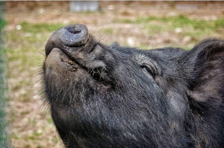 Northern Ireland attractions Mountpanther Farm 1 1 768x509