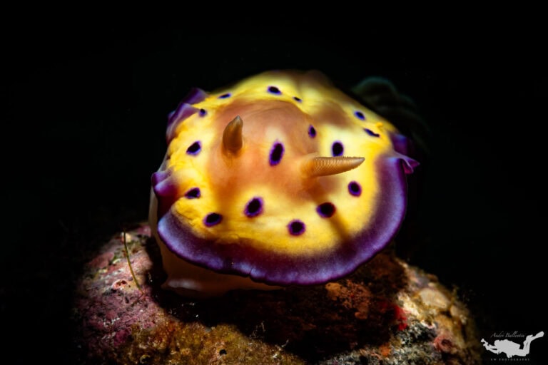 Goniobranchus kuniei