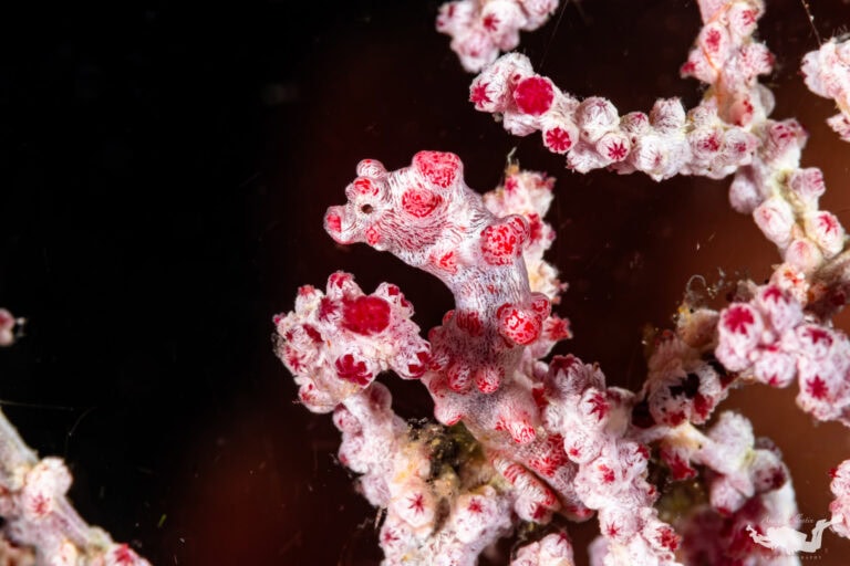 Hippocampus bargibanti