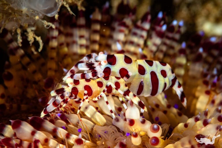 Periclimenes colemani