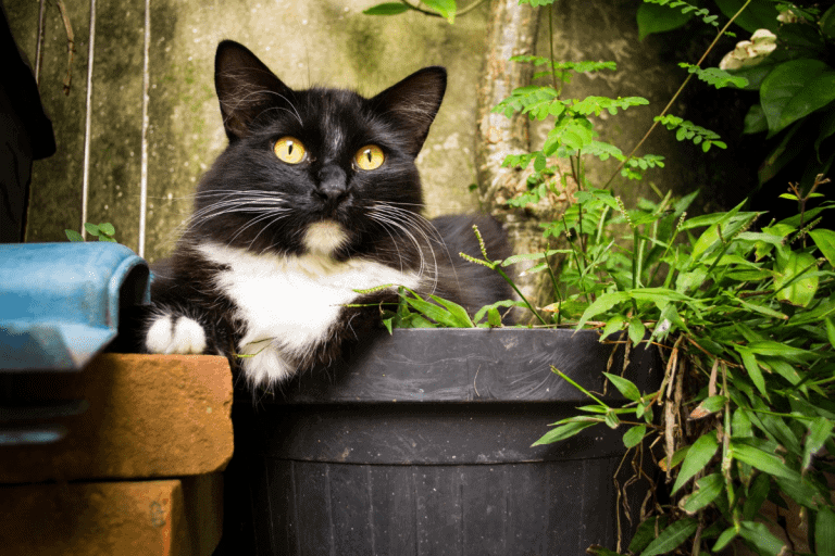 cat in a plant