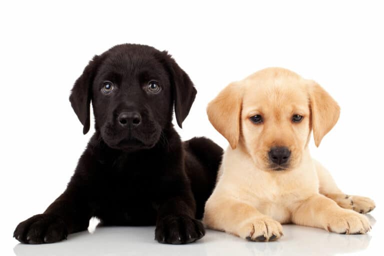 Golden Retriever vs Labrador (8 Major Breed Differences)