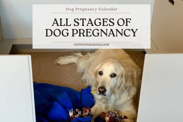 Dog Pregnancy Calendar – All Stages Of Dog Pregnancy