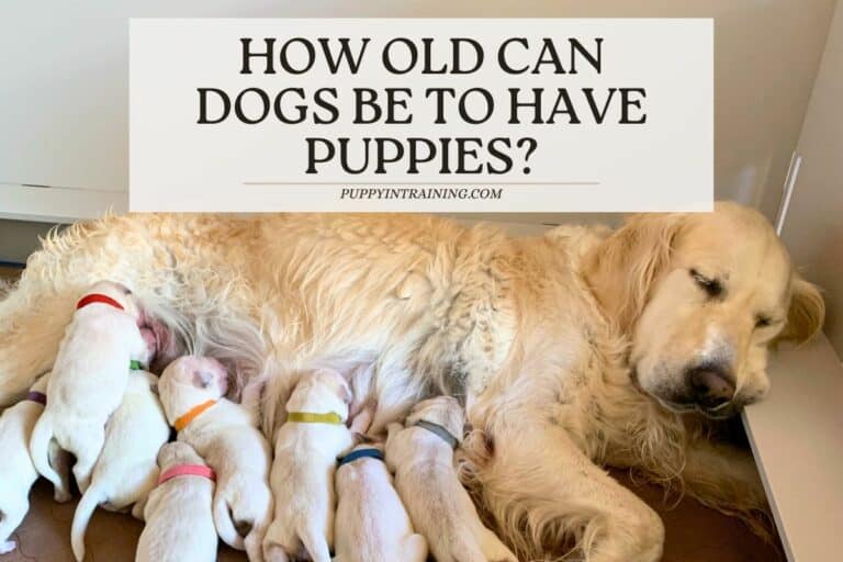 How Old Can Dogs Be To Have Puppies – And How Old Is Too Old?