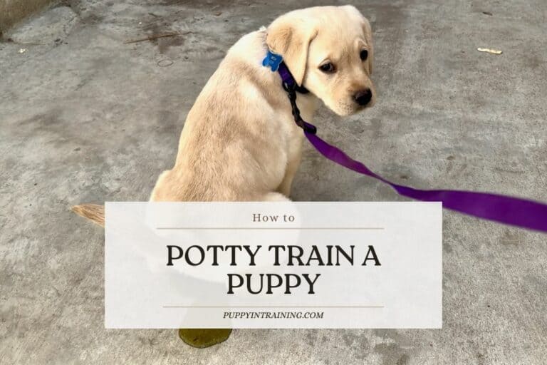 How To Potty Train A Puppy