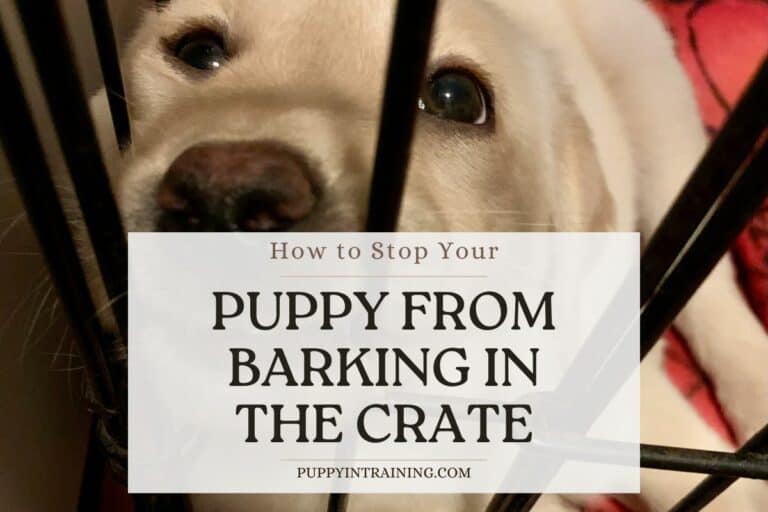 How To Stop A Puppy From Barking In His Crate At Night