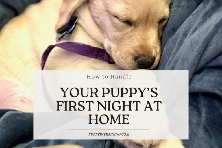 How To Handle Your Puppy’s First Night At Home