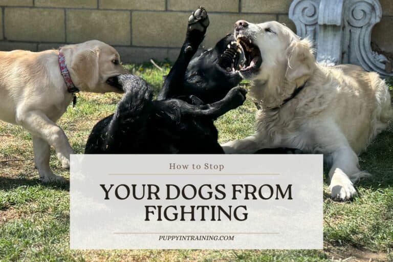 How To Prevent And Stop Household Dogs From Fighting