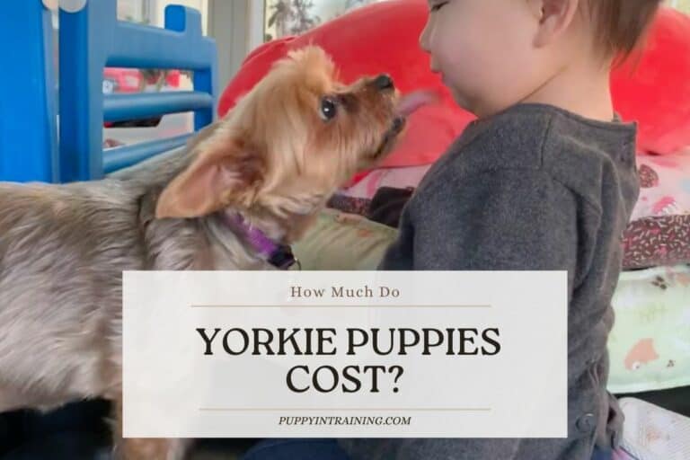 How Much Do Yorkshire Terrier Puppies Cost?