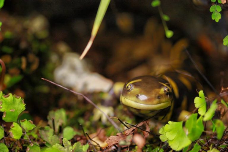 Ambystoma tigrinum