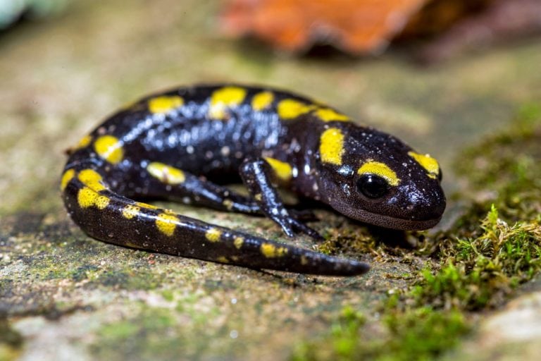 salamandra salamandra salamandra