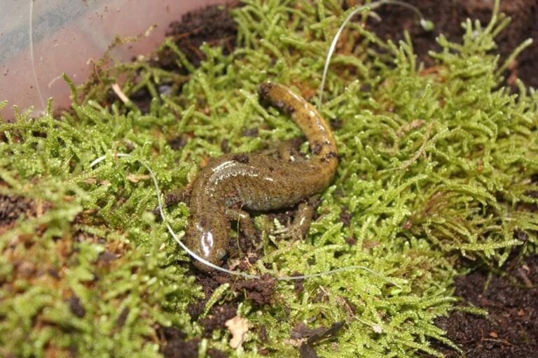 Hynobius Dunni by Jacopo Martino