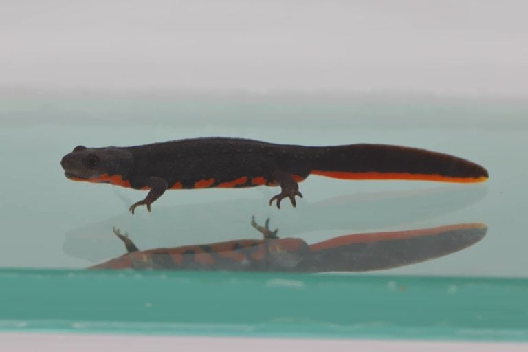 Cynops orientalis female