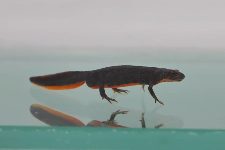 Cynops orientalis male photo by Giuseppe Molinari