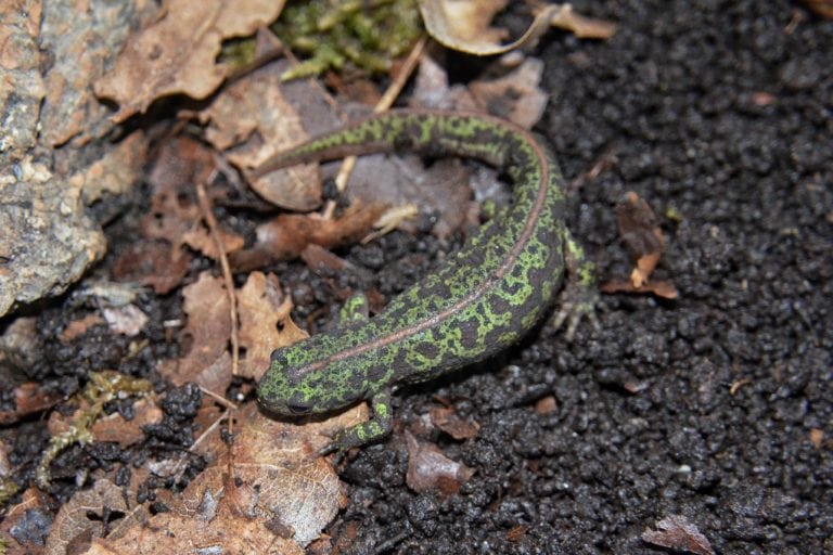 Triturus pygmaeus photo by Alberto Garofalo