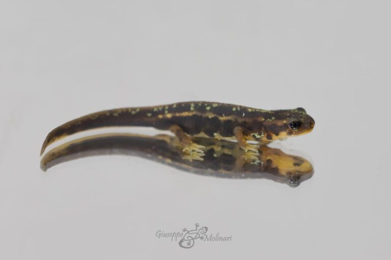 Cynops ensicauda ensicauda juvenile